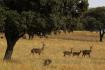 Parco Nazionale di Caba�eros