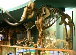 Museo di Scienze Naturali Madrid