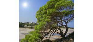 La Spagna Verde